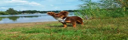 Chihuahua honden ter dekking: Sjefke 🩵 Chihuahua dekreu - Advertentie 5