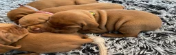 Vizsla korthaar honden te koop: Kortharige Hongaarse Vizsla-pups - Advertentie 1