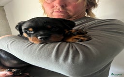 Rottweiler honden te koop: Prachtige super knappe puppy’s  in Haps - Afbeelding 12