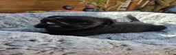 Riesenschnauzer honden te koop: Reuzenschnauzer met FCI-stamboom - Advertentie 7