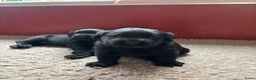 Labrador Retriever honden te koop: Verwacht Nestje zwarte Labradors - Advertentie 8