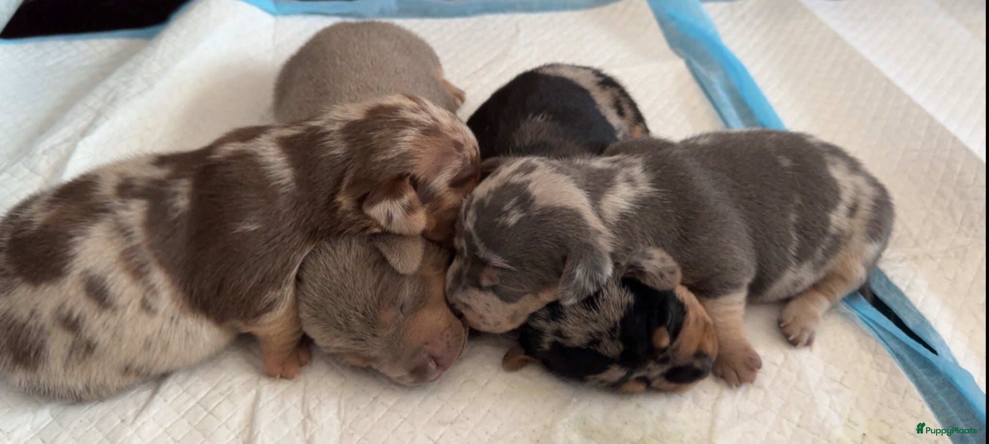 Jack Russel Terriër honden lieve pups zoeken een nieuw huisje - Advertentie 1