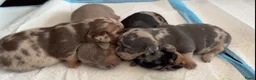 Jack Russel Terriër honden te koop: lieve pups zoeken een nieuw huisje - Advertentie 1