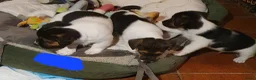 Jack Russel Terriër honden te koop: Gezonde raszuiver gefokt Jack Russel pups laagbeen - Advertentie 22