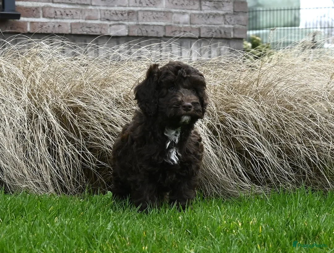 Australian Labradoodle honden te koop: Prachtige Chocolade bruine Labradoodle pup - Advertentie 13