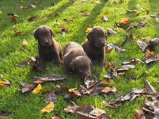 Labrador Retriever honden Labrador pups raszuiver chocolade bruin - Advertentie 2