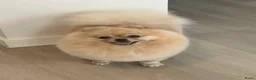 Pomeriaan honden te koop: Raszuivere Pomeranian/pomeriaan/dwergkees puppy’s  - Advertentie 17