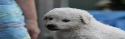 Kuvasz honden te koop: **Bijzondere Kuvasz pups uit een droomcombinatie** - Advertentie 34