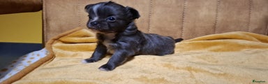 Chihuahua Puppy 2