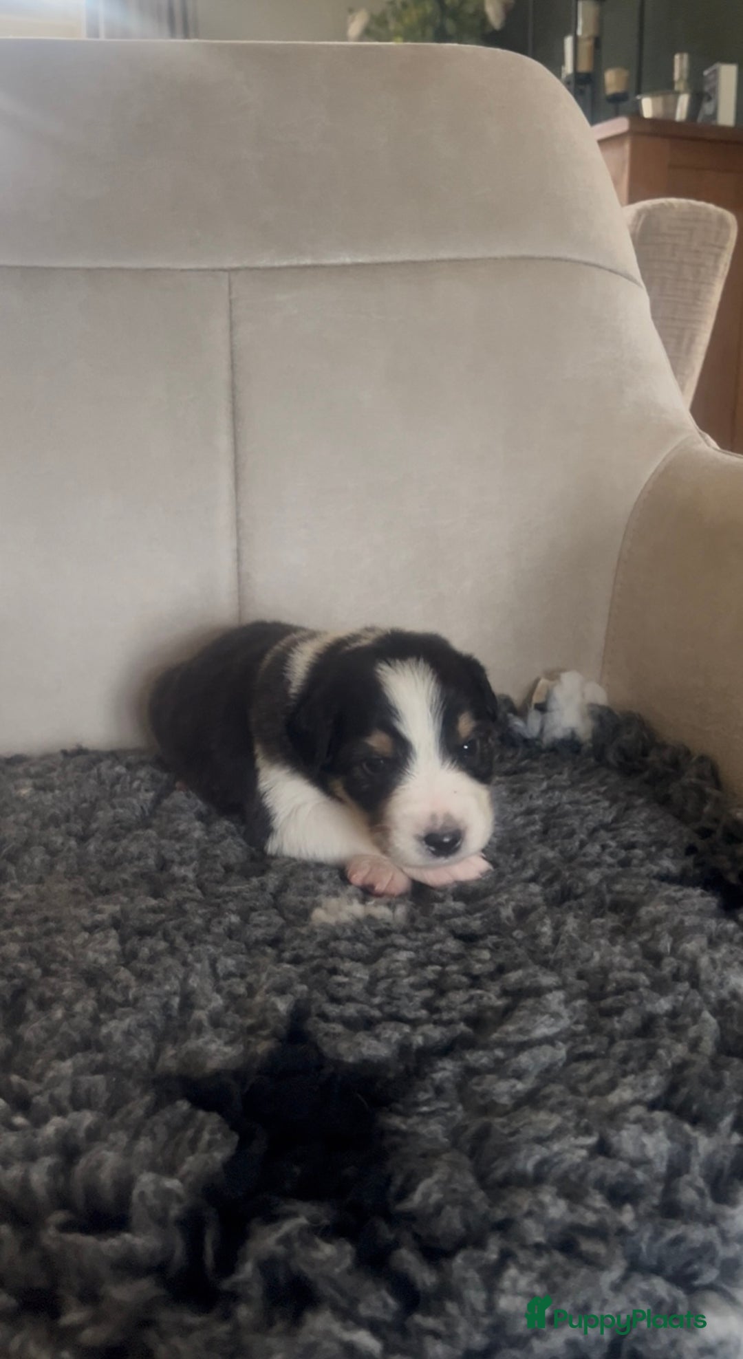 Australian Shepherd honden te koop: Raszuivere Australian Shepherd pups - Advertentie 21