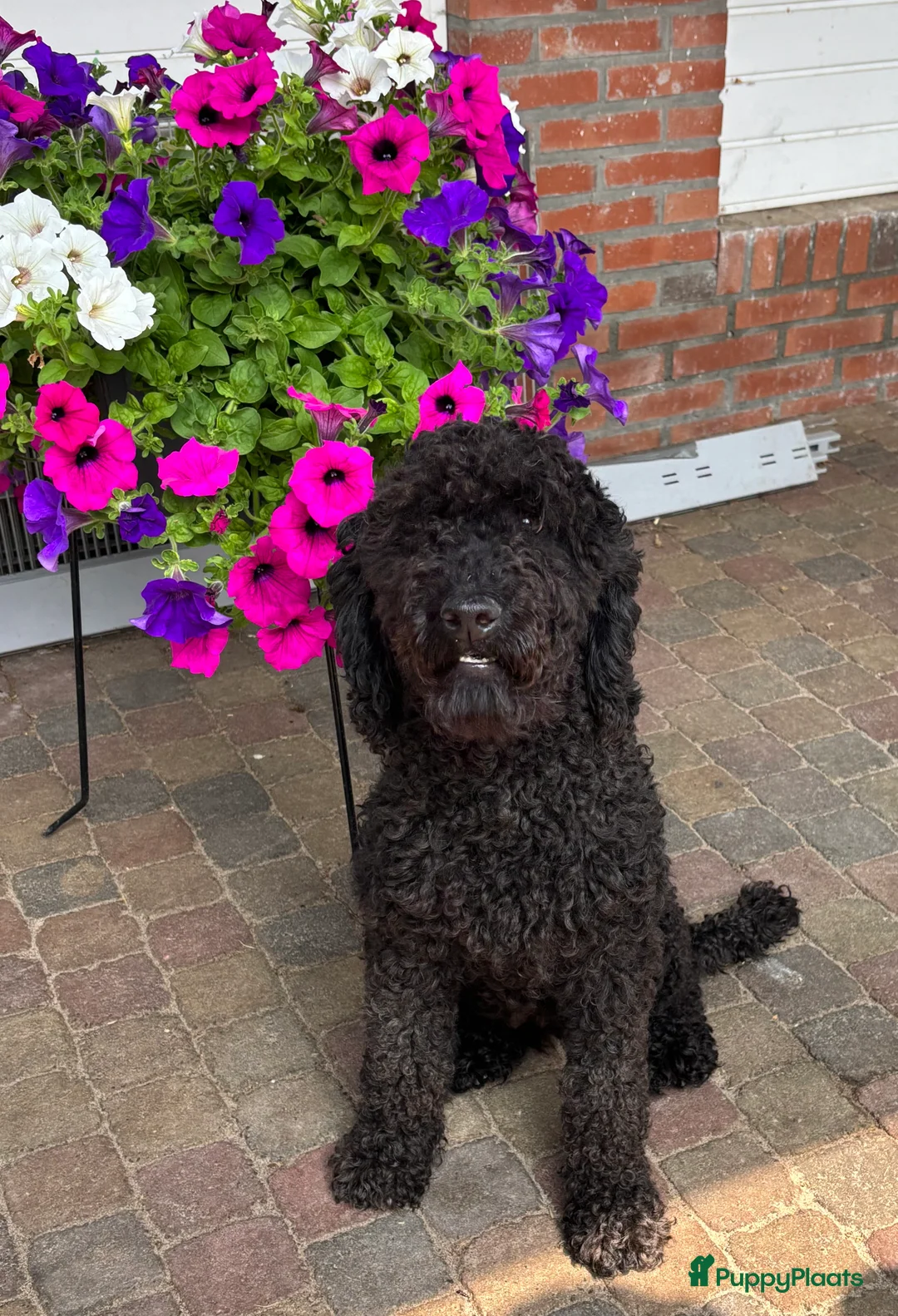 Kruising honden te koop: POMAPOO PUPS - Advertentie 4