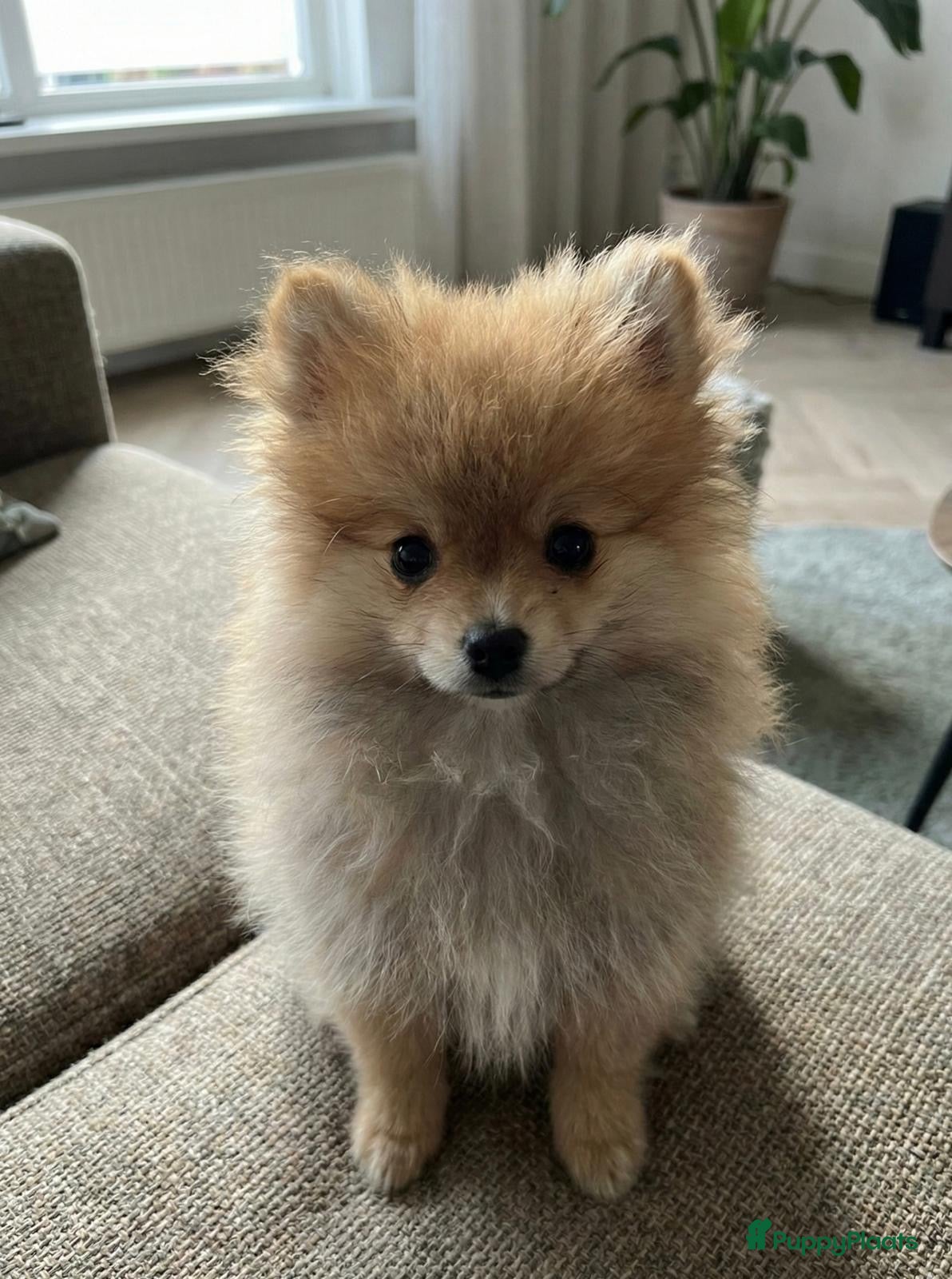 Pomeriaan honden 🐻 Bear Face Pomeranian – Reu Pup  Beschikbaar  - Advertentie 1