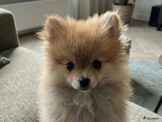 Pomeriaan honden 🐻 Bear Face Pomeranian – Reu Pup Beschikbaar - Advertentie 1