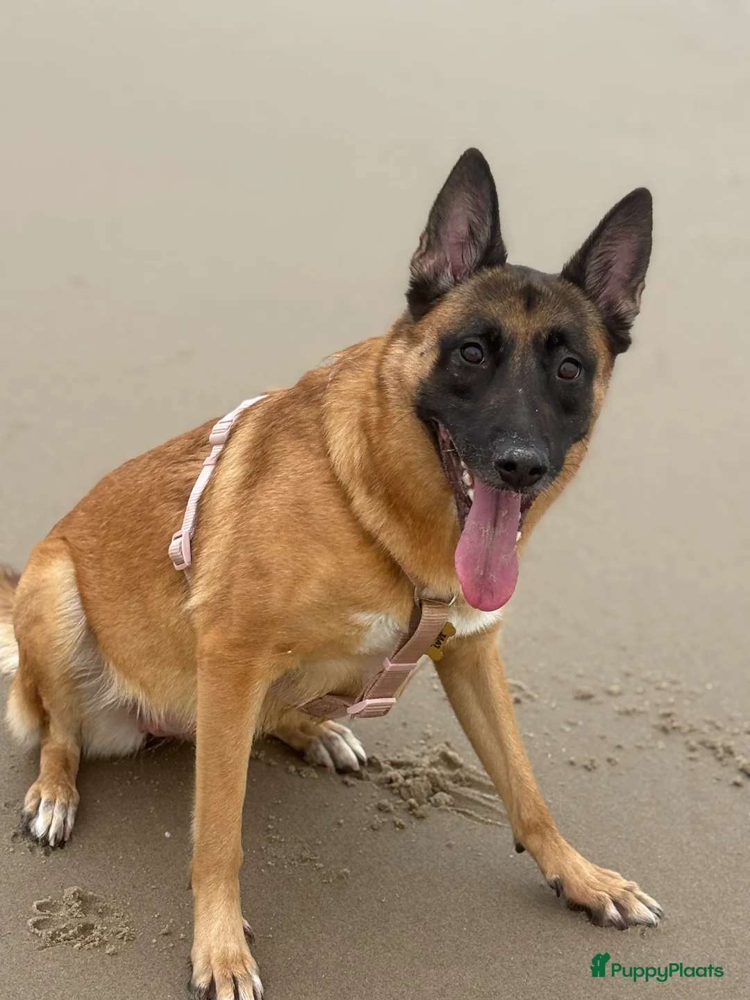 Mechelse Herder honden te koop: Prachtige Mechelse herder pups! - Advertentie 12