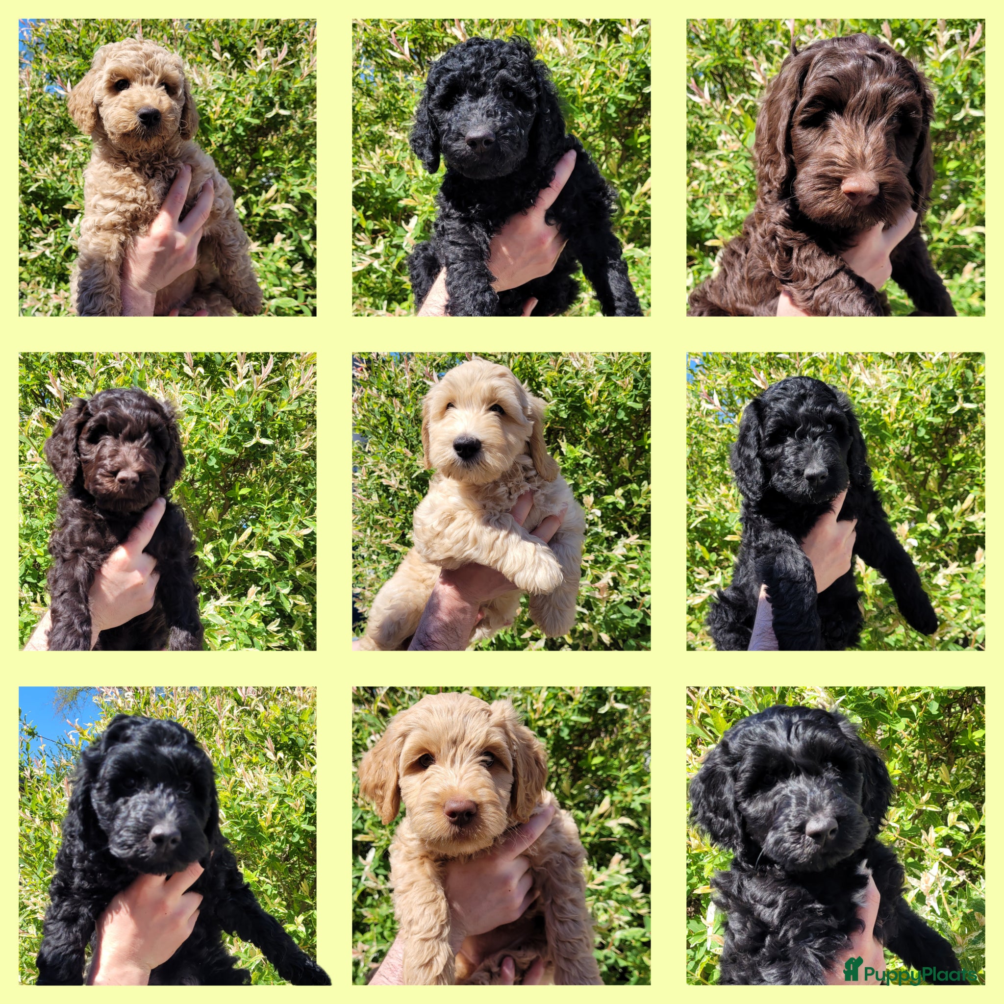 Australian Labradoodle honden Australian Labradoodle Puppies (In Belgium) - Advertentie 2
