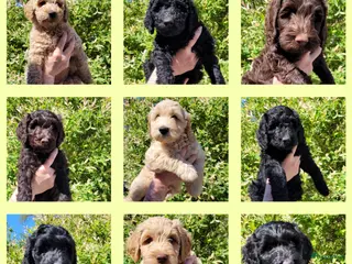 Australian Labradoodle honden Australian Labradoodle Puppies (In Belgium) - Advertentie 2