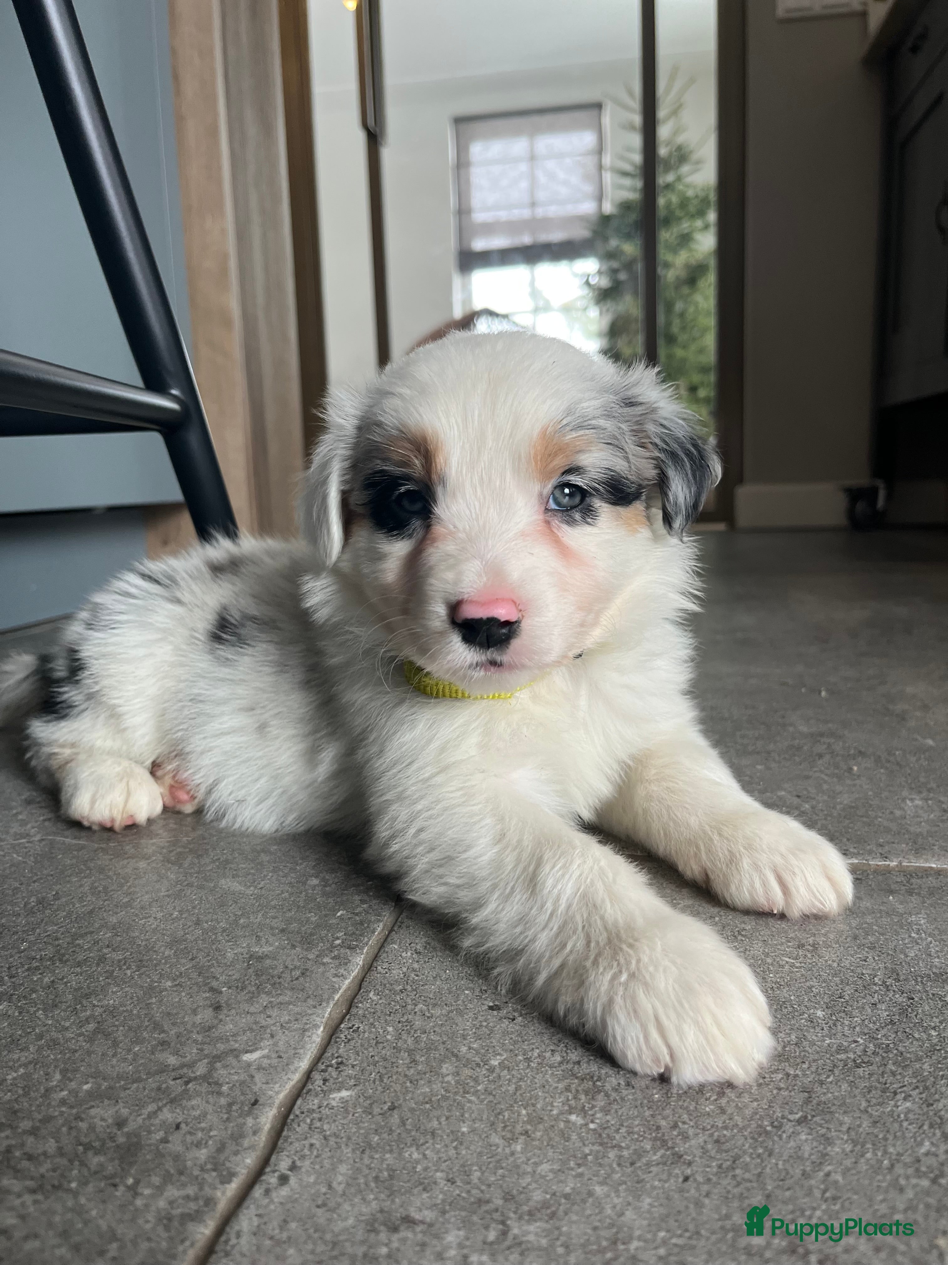 Australian Shepherd honden 100% aussie pups - Advertentie 1