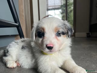 Australian Shepherd honden 100% aussie pups - Advertentie 1