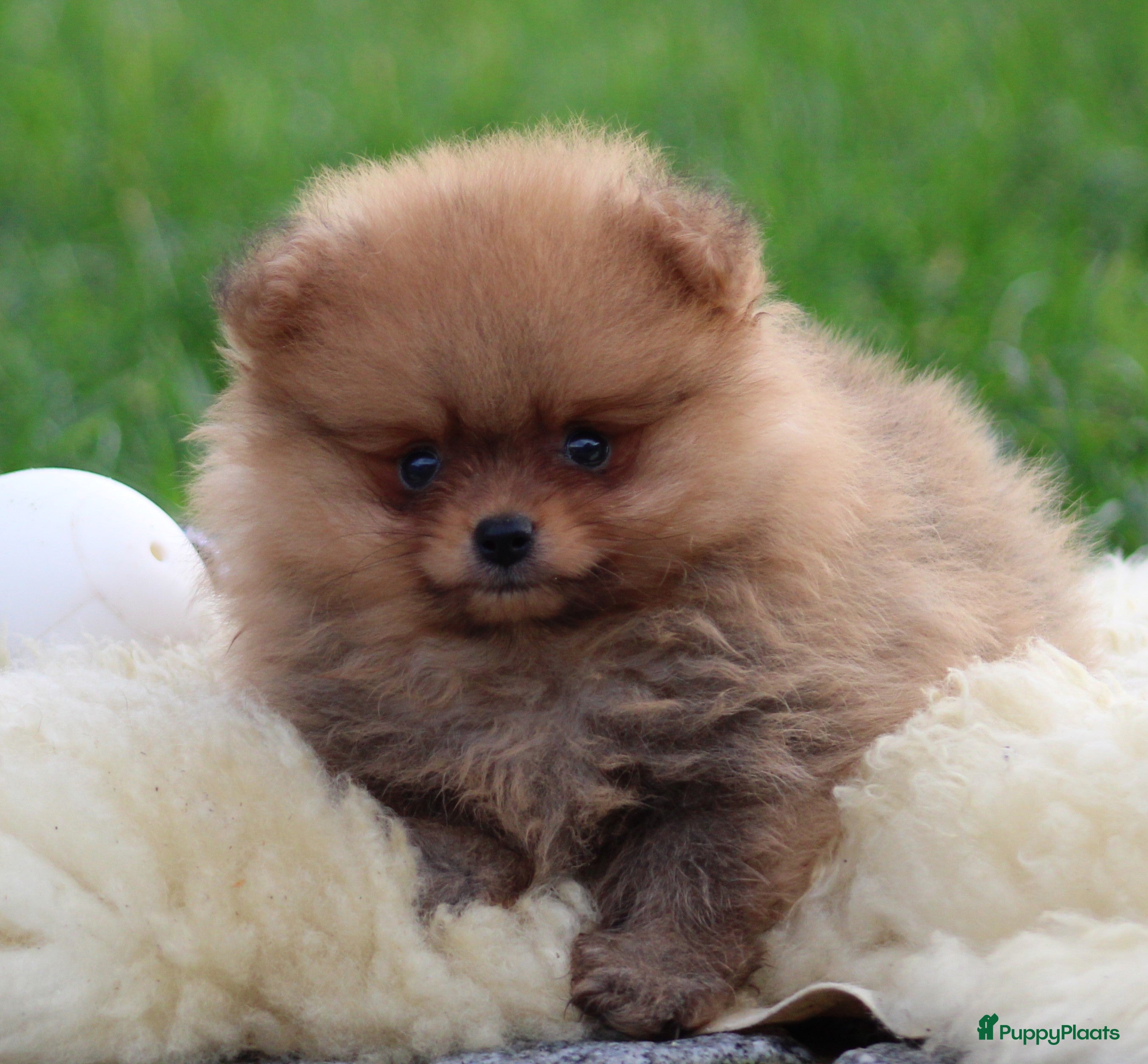 Keeshond honden Dwergkees pups - Advertentie 2