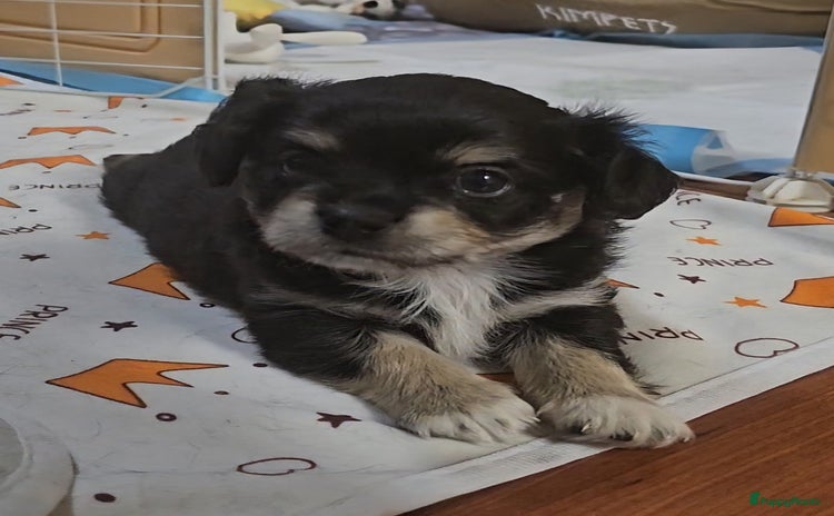 Chihuahua honden - Advertentie 9