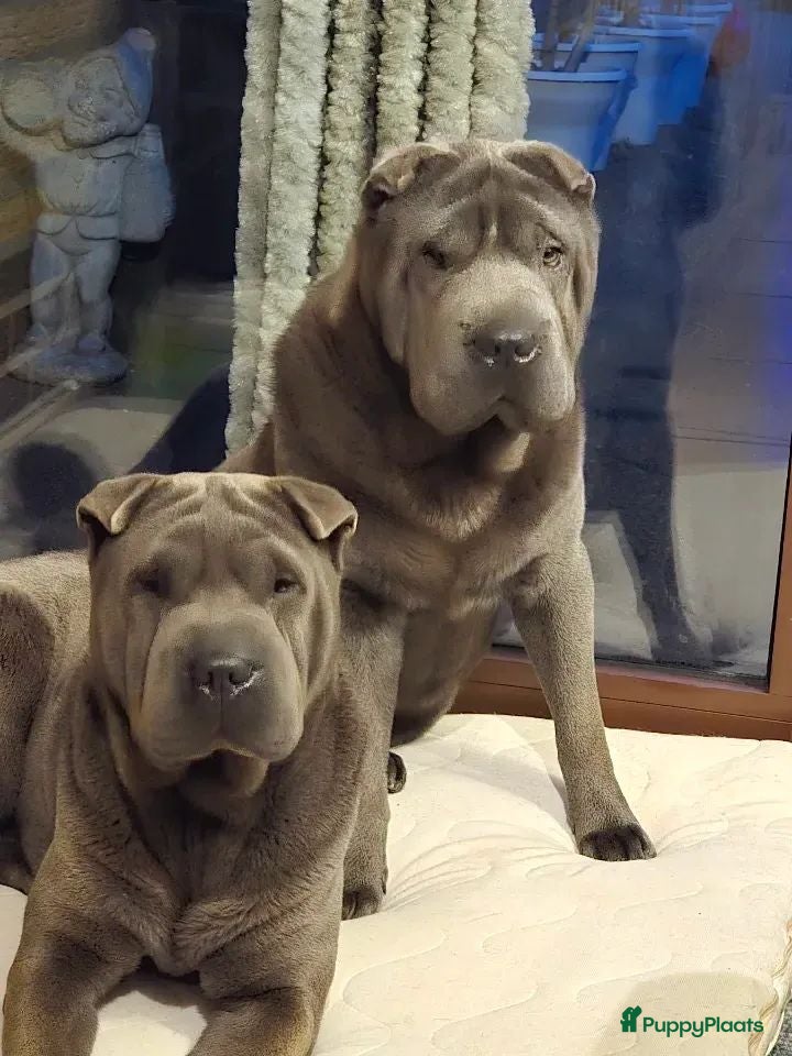 Shar Pei honden  Sharpei  pups  - Advertentie 1