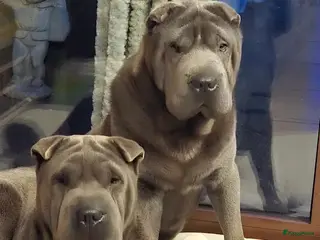 Shar Pei honden Sharpei pups - Advertentie 1