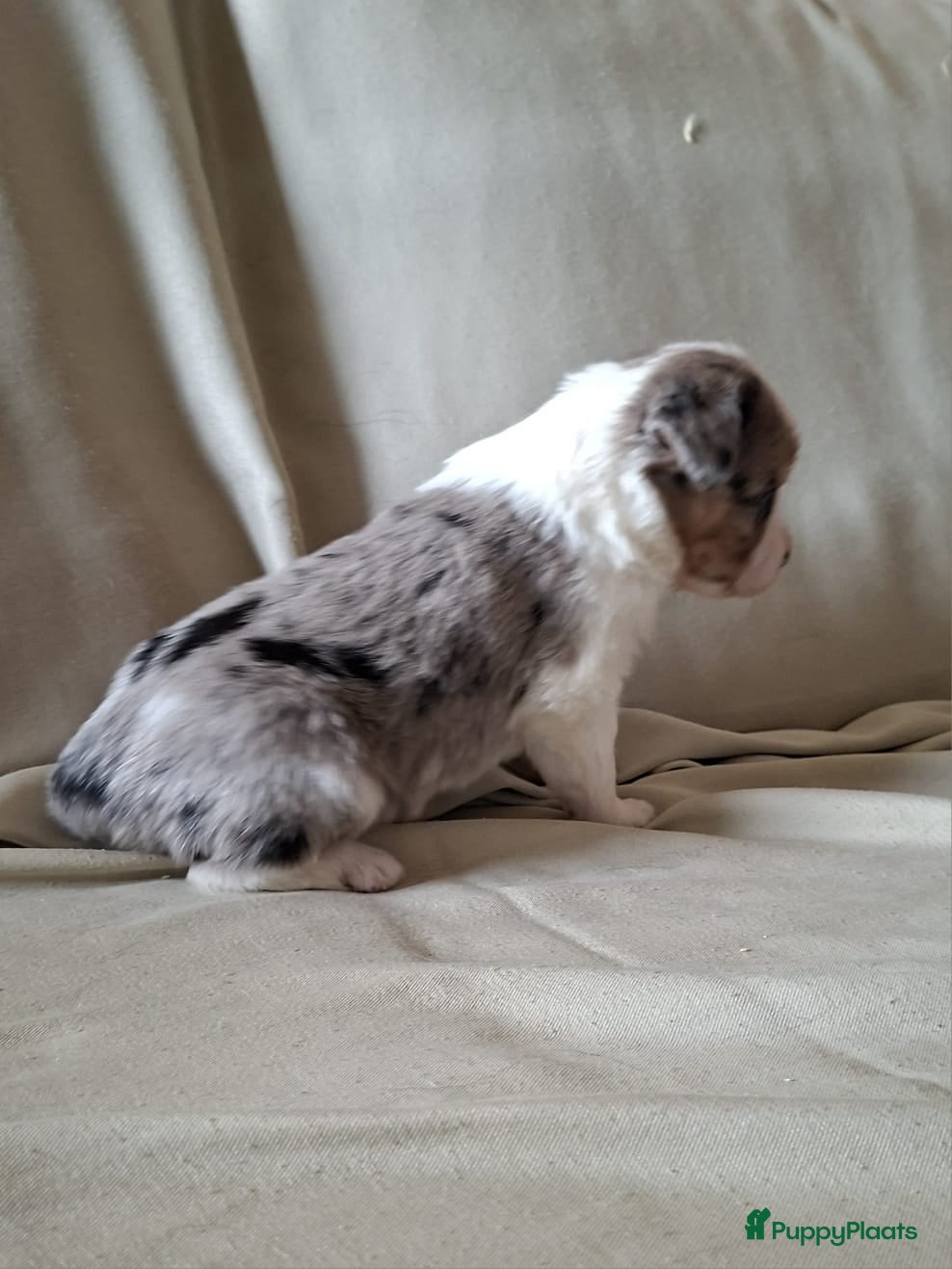 Border Collie honden bordercollie pups te koop - Advertentie 2