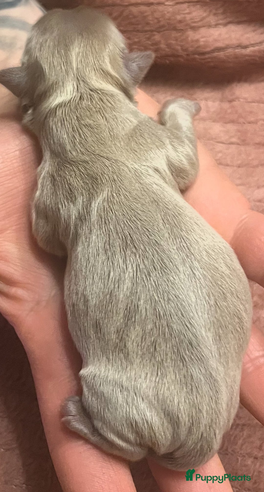 Chihuahua honden te koop: Chihuahua pupjes langhaar - Advertentie 4