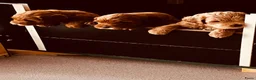 Australian Labradoodle honden te koop: Prachtige Australian Labradoodle pups in Velp - Advertentie 29