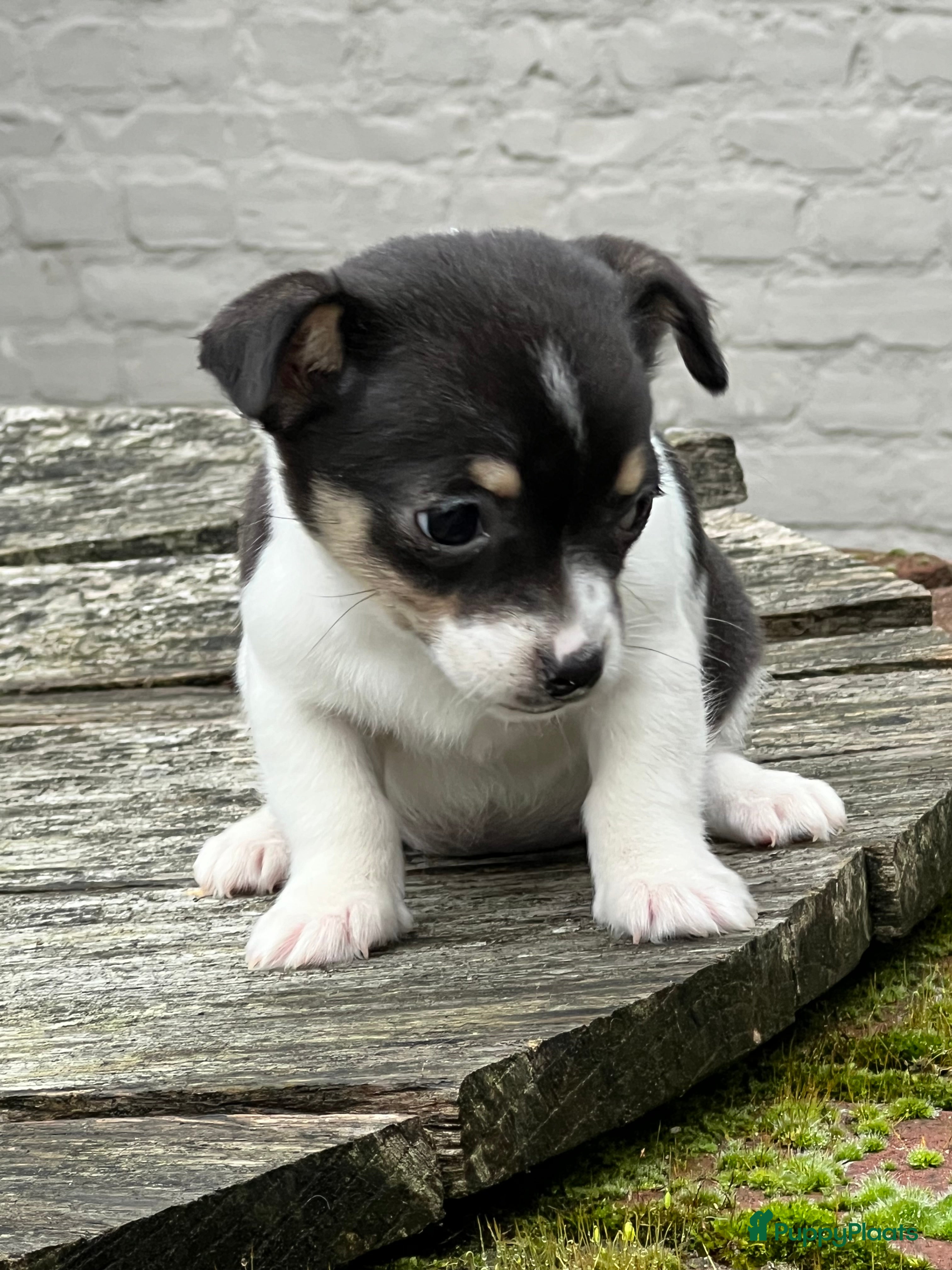 Jack Russel Terriër honden Jack Russell pup, teefje - Advertentie 2