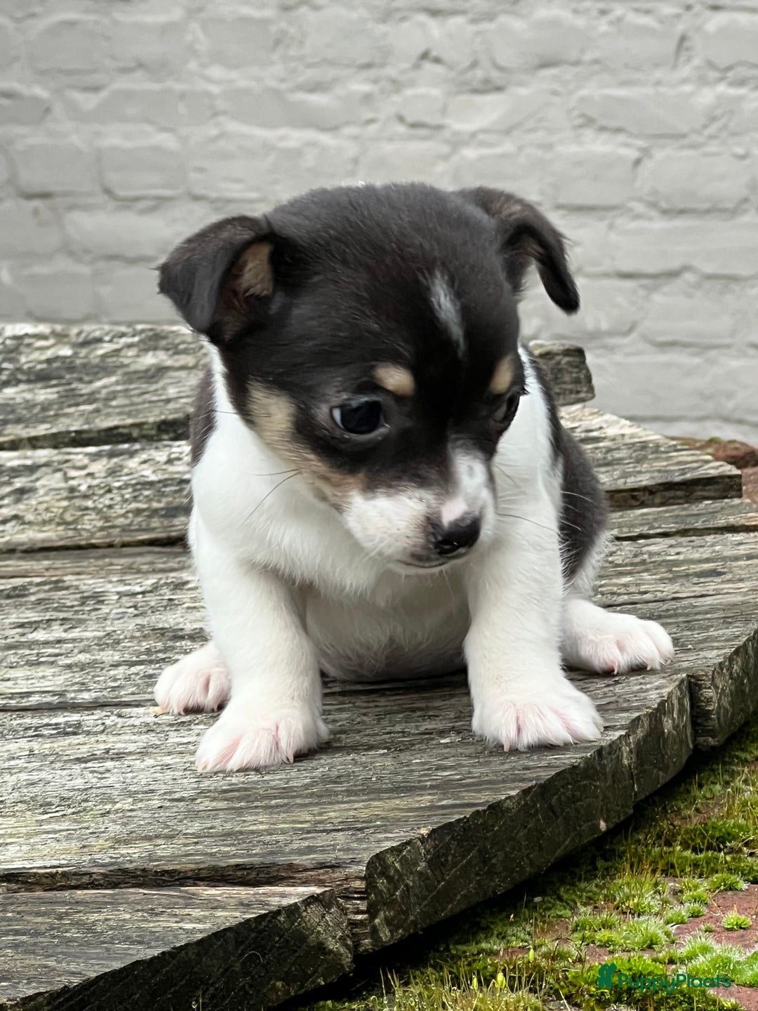 Jack Russel Terriër honden te koop: Jack Russell pup, teefje - Advertentie 2
