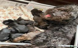 Havanezer honden te koop: Prachtige havanezermeisjes met stamboom - Afbeelding 6