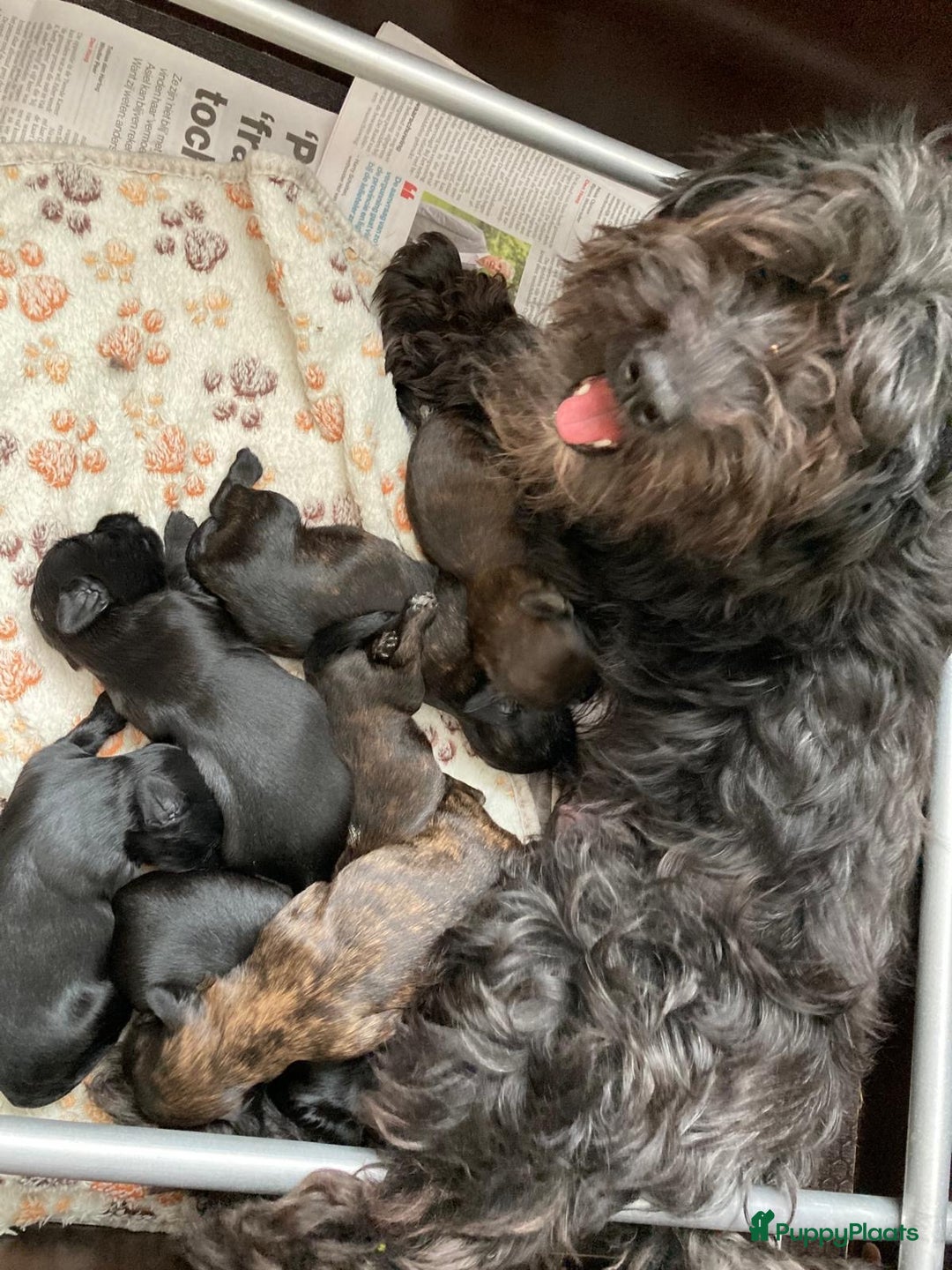 Havanezer honden te koop: Prachtige havanezermeisjes met stamboom - Afbeelding 6