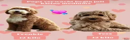 Australian Labradoodle honden te koop: Australian labradoodle pups met Wala stamboom - Advertentie 5