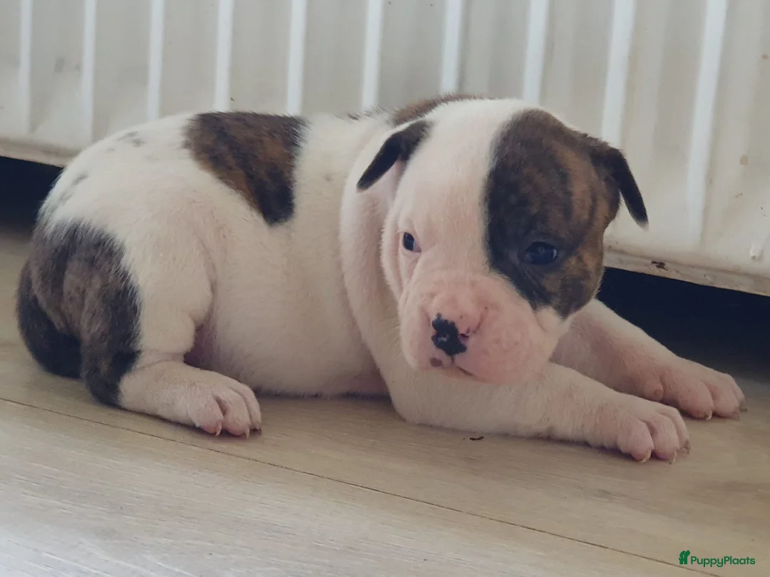 Amerikaanse Bulldog honden te koop: Prachtige Amerikaanse bulldog pups met stamboom - Advertentie 7
