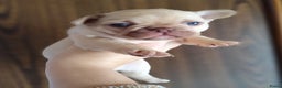 Franse Bulldog honden te koop: Franse bulldog pups - Advertentie 5