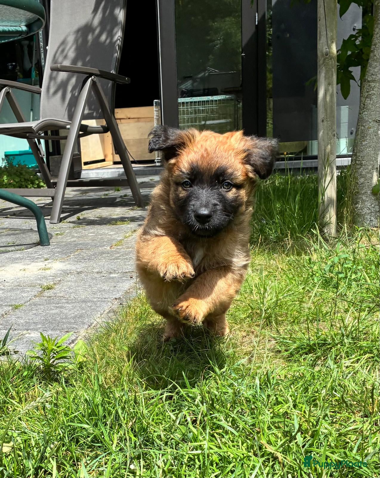 Mechelse Herder honden Baskische herder - Advertentie 1