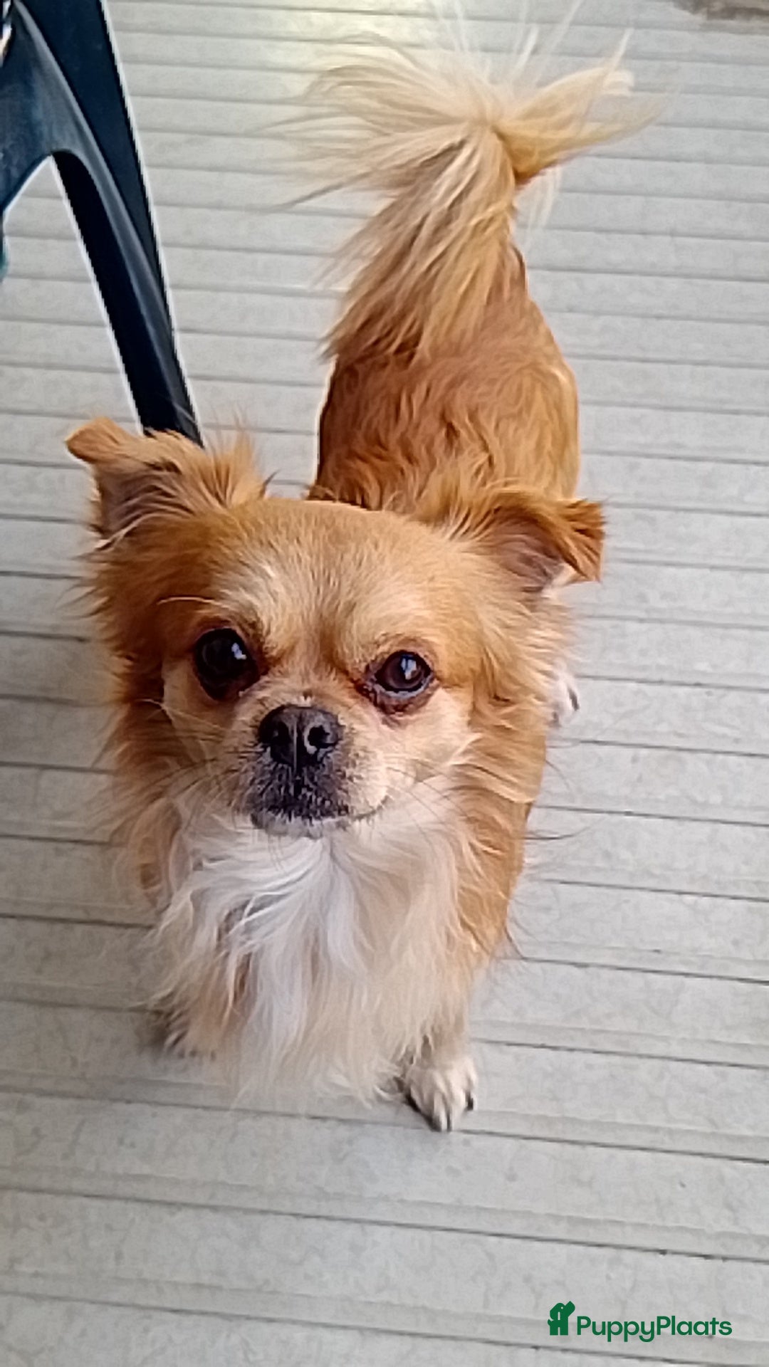 Kruising honden Kiwi zoekt een gouden mandje  - Advertentie 3