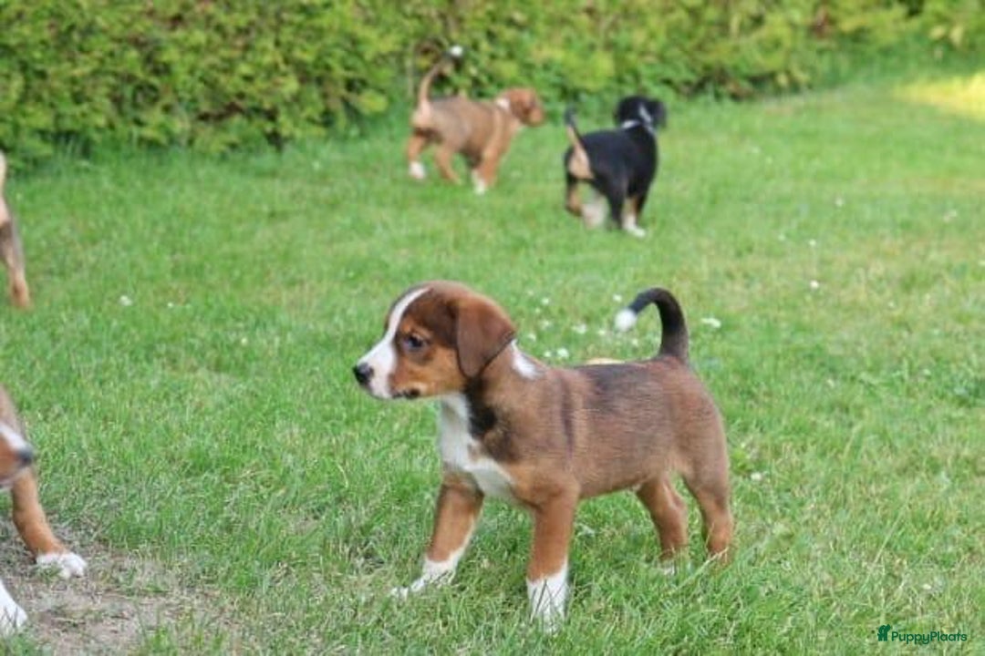 Kruising honden te koop: hele lieve, speelse pups  - Afbeelding 3
