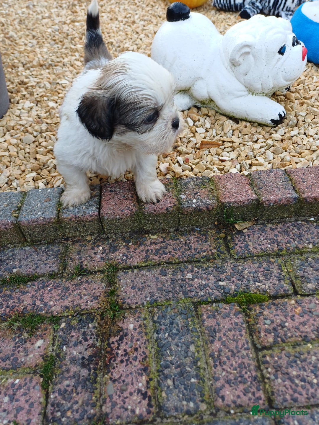 Shih Tzu honden te koop: leuke lieve ras zuiver shih tzu pups - Advertentie 12