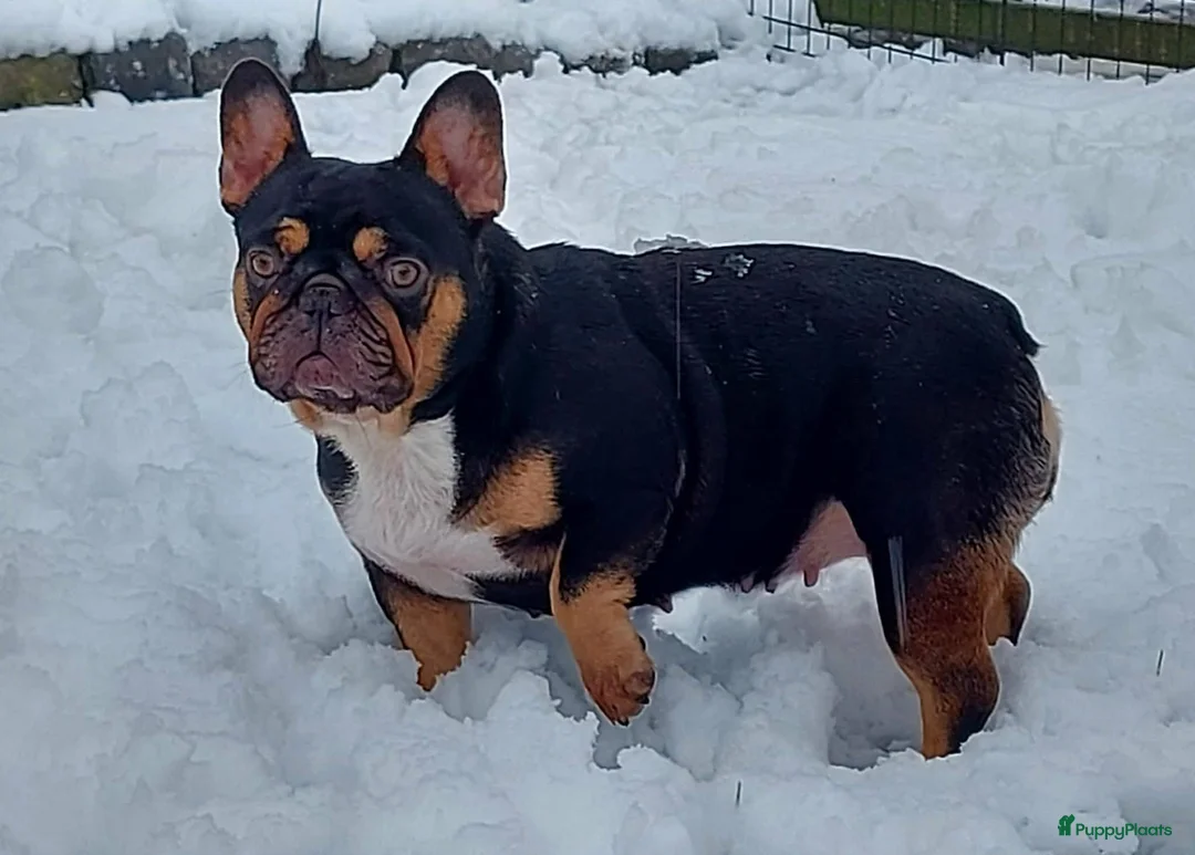 Franse Bulldog honden te koop: Prachtige Franse Bulldog pups met stamboom - Advertentie 16