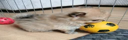 Pomchi honden te koop: Pomeriaan pups - Advertentie 14