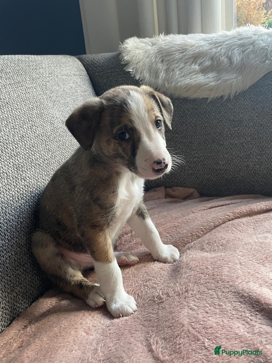 Kruising honden te koop: Whippet Pups X Border Collie  – gezinsvriendelijk! - Advertentie 2