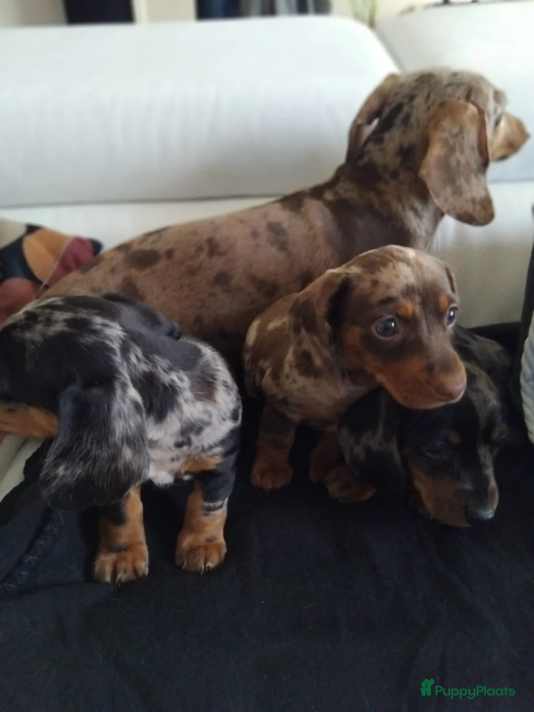 Teckel (korthaar)  honden te koop: Dwerg teckel pups. - Advertentie 11