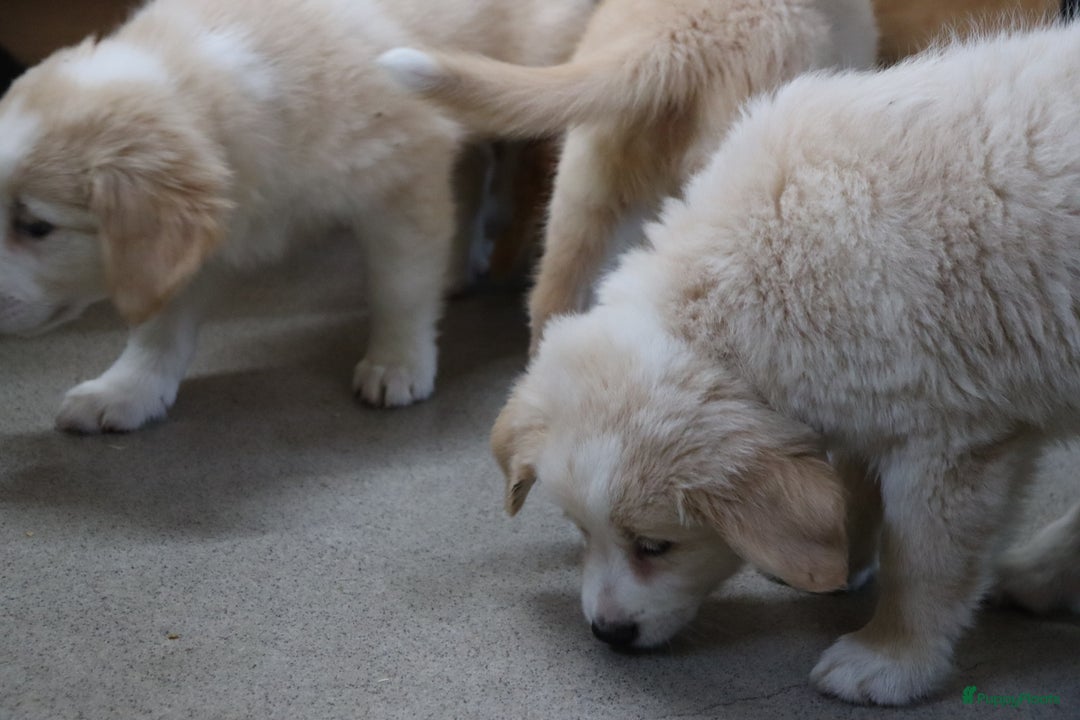 Goldador honden te koop: Super Lieve Golden Retriever pups te koop - Advertentie 7