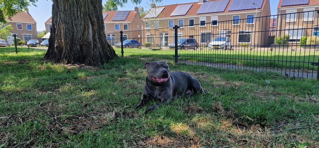 Engelse Stafford honden te koop: Engelse Staffordshire Bull terrier, Laatse Pup! - Advertentie 19