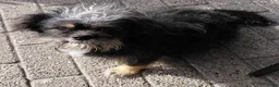 Kruising honden te koop: Lief Nestje Pomeriaan × Boomerpups  - Advertentie 9