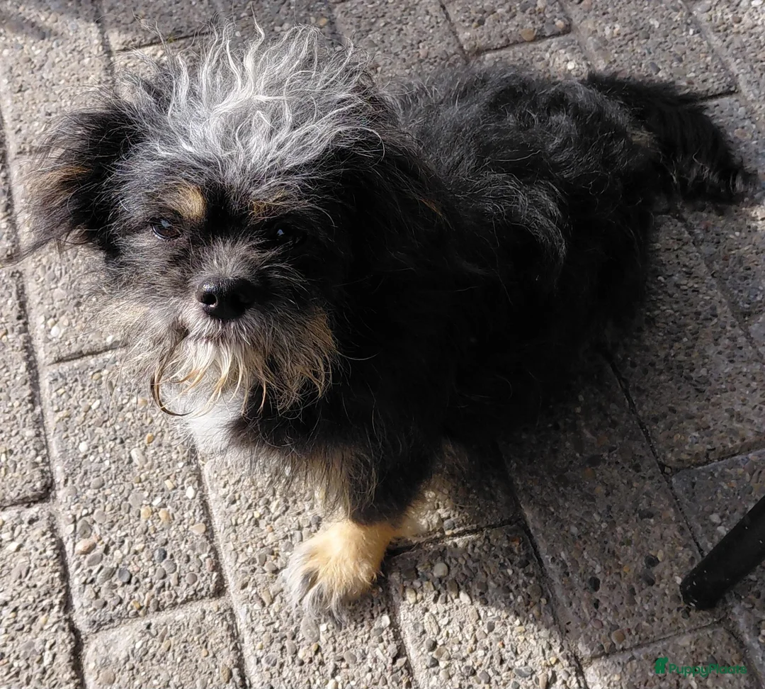 Kruising honden te koop: Lief Nestje Pomeriaan × Boomerpups  - Advertentie 9