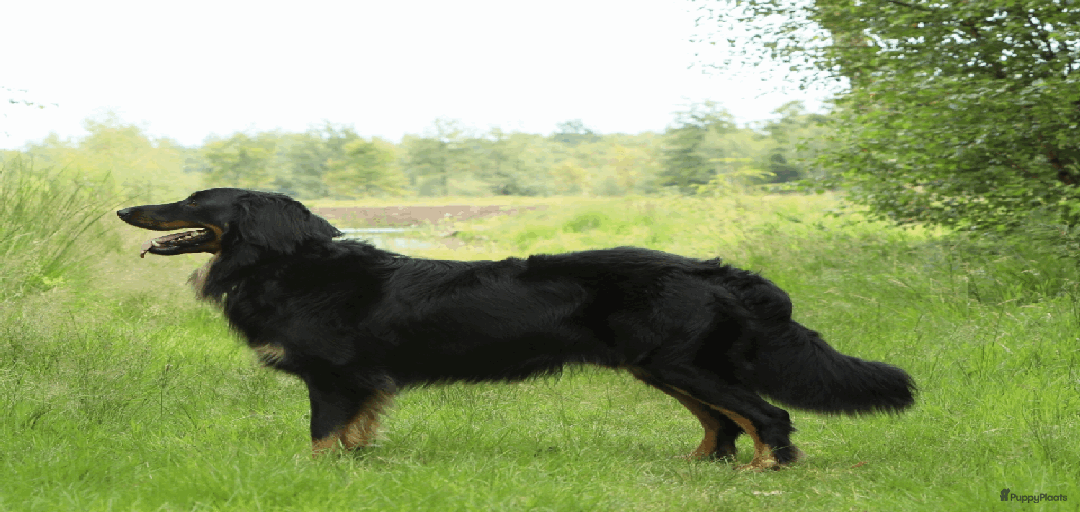 Galerij afbeelding {{count}}