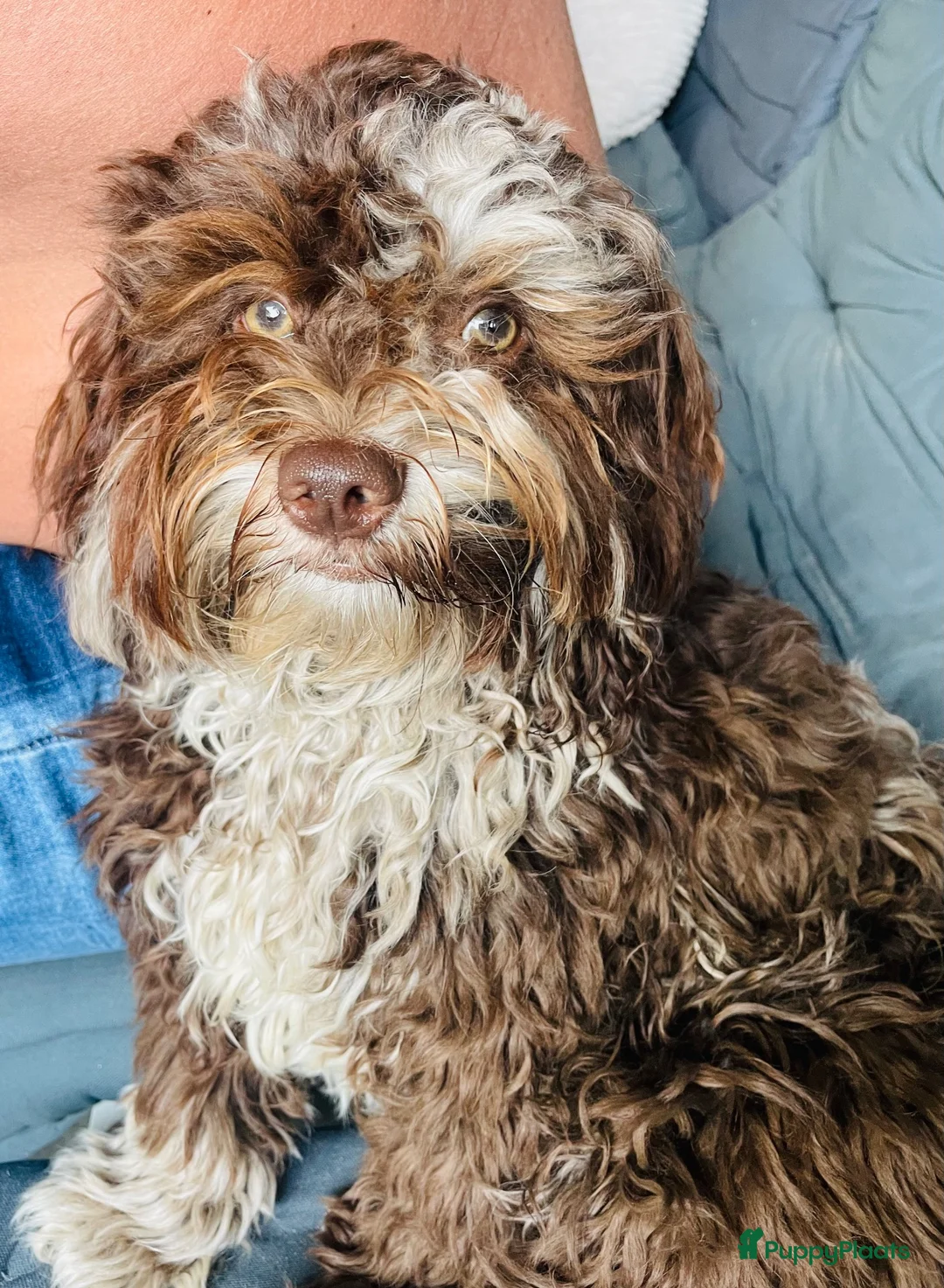 Kruising honden te koop: Mini labradoodle x toy poedel pups  - Advertentie 1